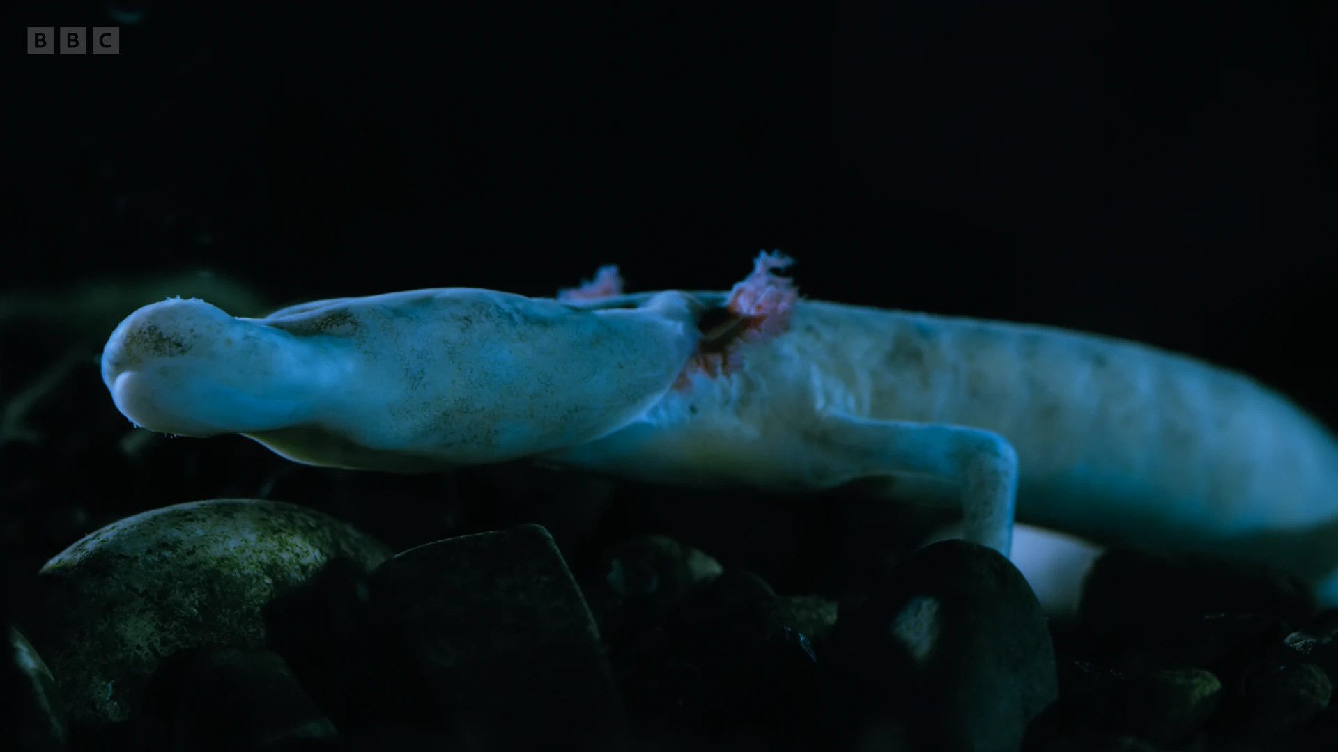 Olm (Proteus anguinus anguinus) as shown in Seven Worlds, One Planet - Europe